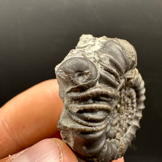 Gagaticeras Ammonite fossil with box and stand - Whitby, North Yorkshire Jurassic Coast Yorkshire Fossils