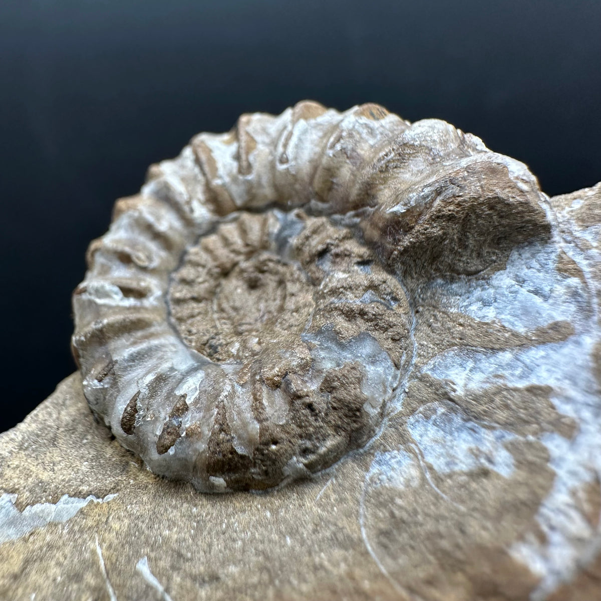 Androgynoceras capricornus Ammonite Fossil With Stand - Whitby, North Yorkshire Jurassic Coast Yorkshire Fossils