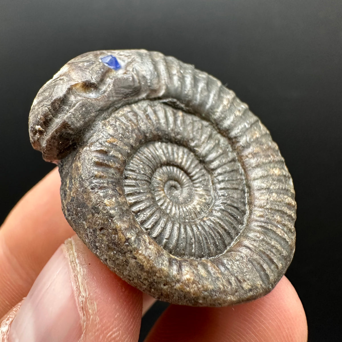 Snakestone Ammonite Fossil With Bag/Box And Stand - Whitby, North Yorkshire Jurassic Coast Yorkshire Fossils