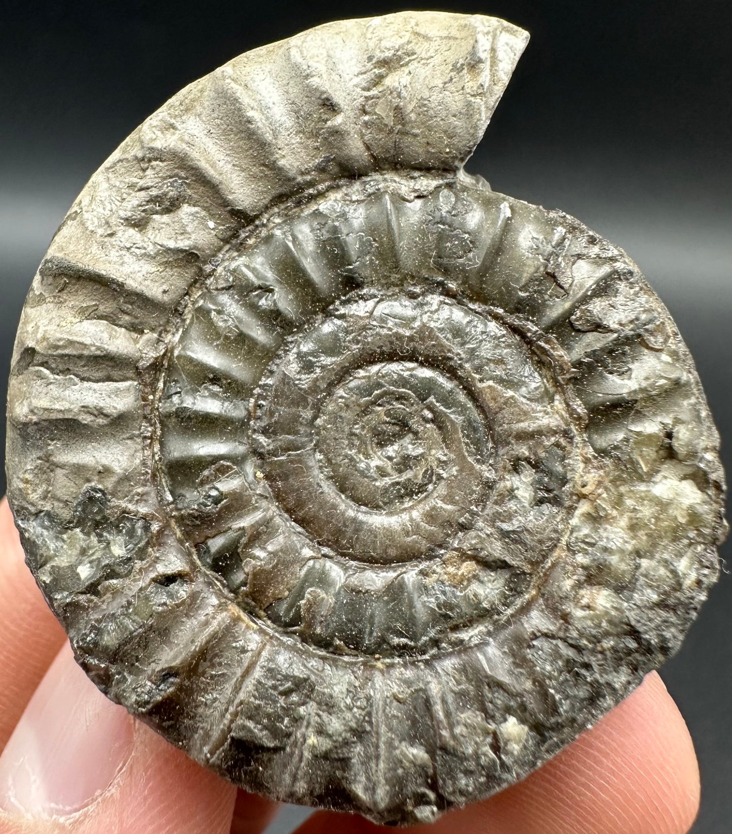 Arnioceras ammonite shell fossil - Whitby, North Yorkshire Jurassic Coast Yorkshire Fossils