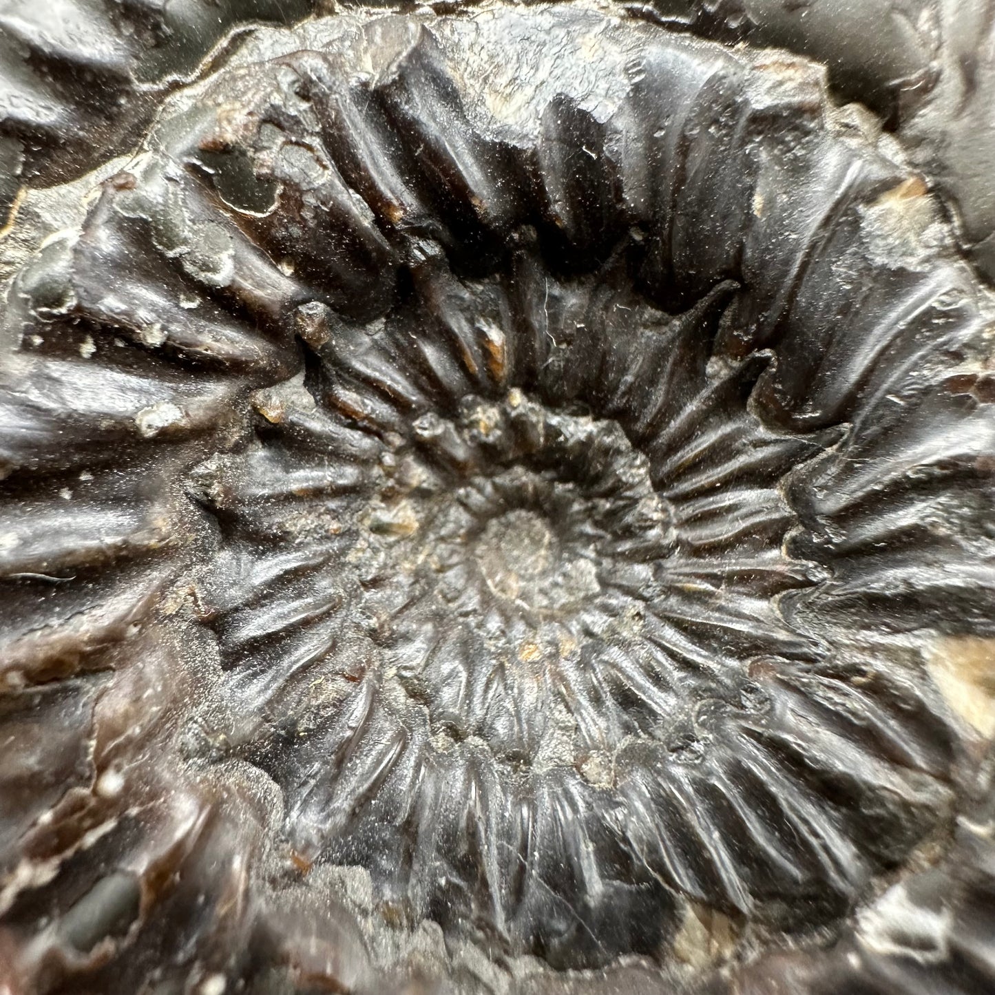 Peronoceras Sp. Ammonite fossil with box and stand - Whitby, North Yorkshire Jurassic Coast Yorkshire Fossils