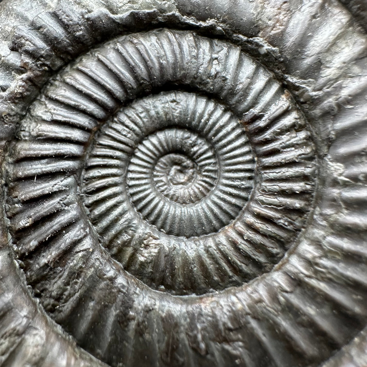 Dactylioceras Ammonite Fossil With box and Stand - Whitby, North Yorkshire Jurassic Coast Yorkshire Fossils
