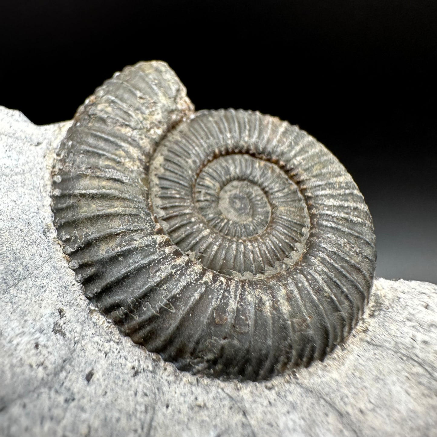 Dactylioceras Ammonite Fossil With Box And Stand - Whitby, North Yorkshire Jurassic Coast Yorkshire Fossils