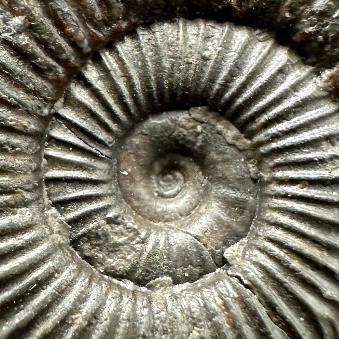 Dactylioceras Ammonite Fossil Gift Set - Whitby, North Yorkshire Jurassic Coast Yorkshire Fossils