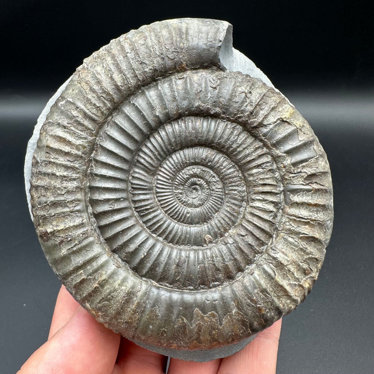 Dactylioceras Ammonite Fossil With Box And Stand - Whitby, North Yorkshire Jurassic Coast Yorkshire Fossils