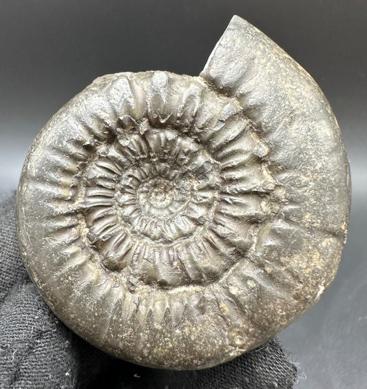 Peronoceras Sp. Ammonite fossil with box and stand - Whitby, North Yorkshire Jurassic Coast Yorkshire Fossils
