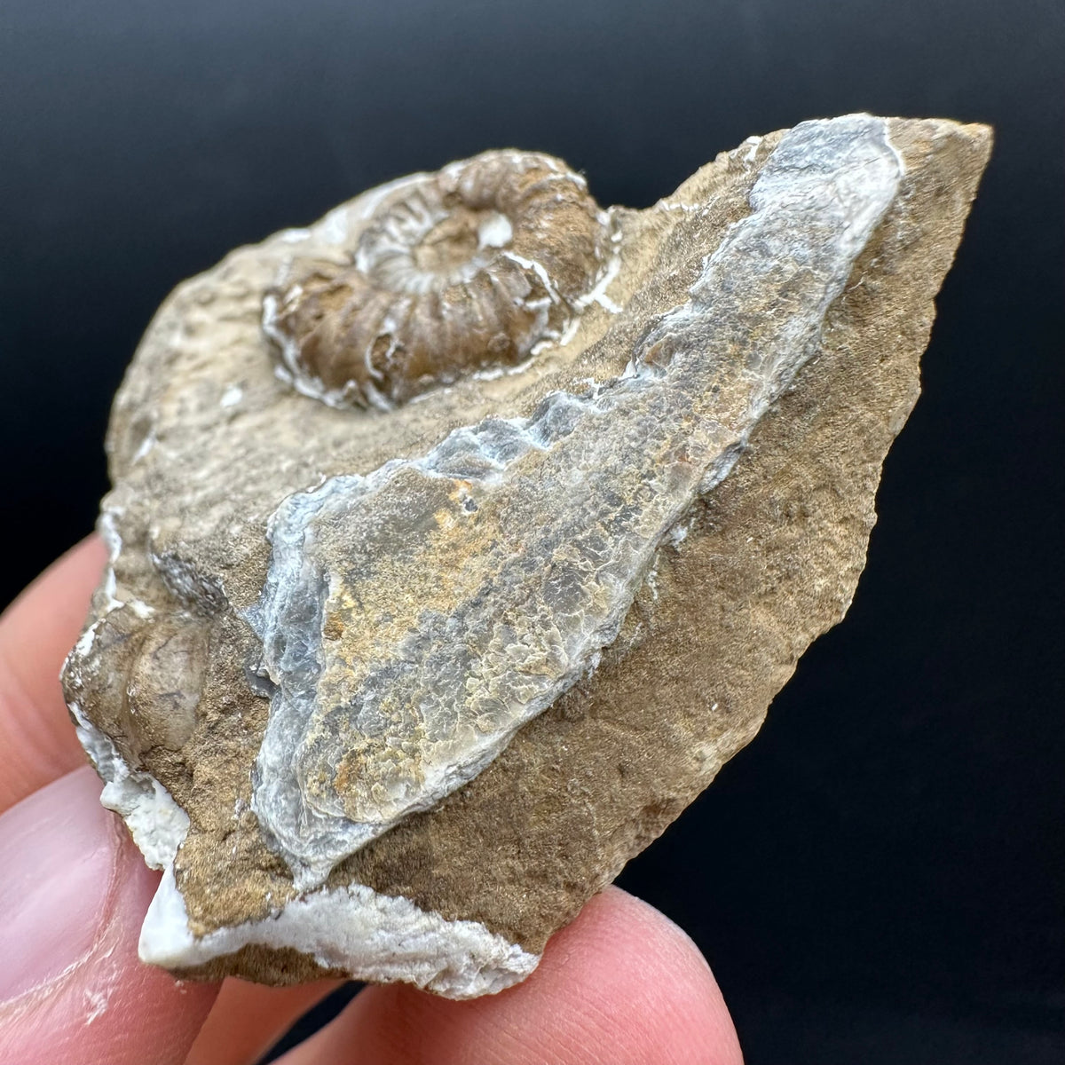 Androgynoceras capricornus Ammonite Fossil With Stand - Whitby, North Yorkshire Jurassic Coast Yorkshire Fossils