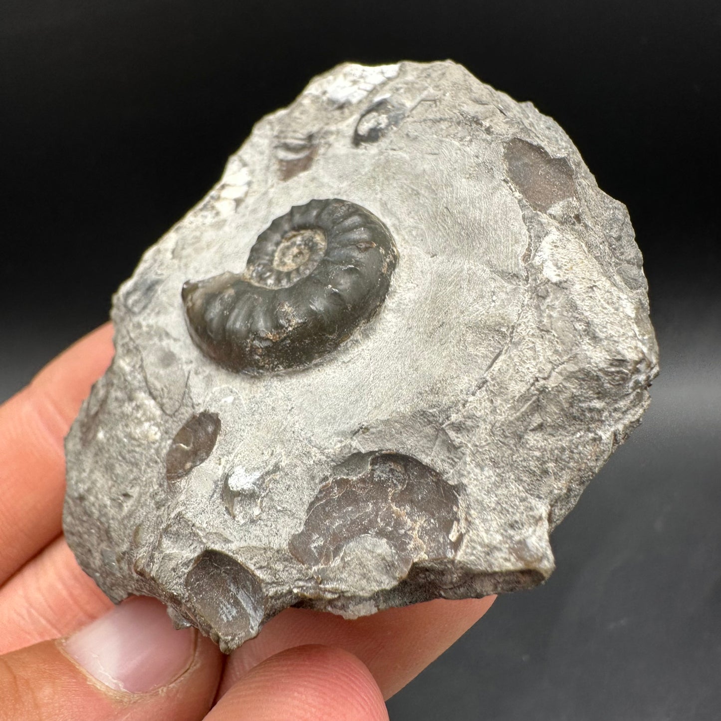 Agassiceras sp. ammonite fossil with box and stand - Whitby, North Yorkshire Jurassic Coast Yorkshire Fossils