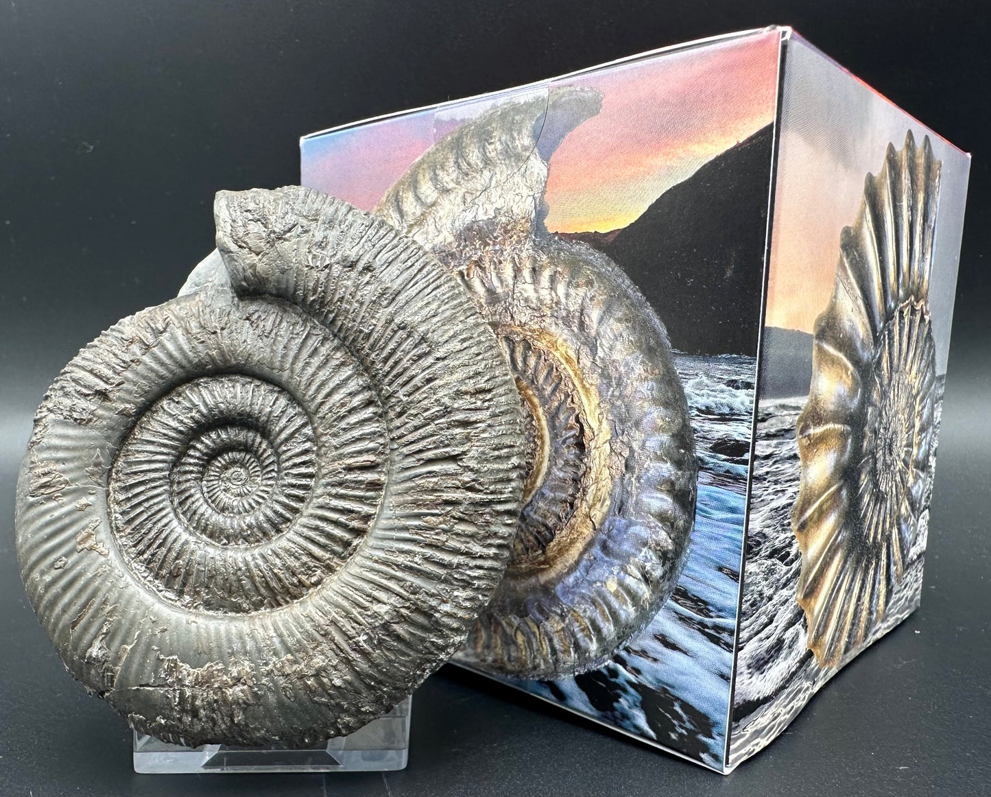 Dactylioceras semicelatum ammonite fossil with box and stand - Whitby, North Yorkshire Jurassic Coast Yorkshire Fossils