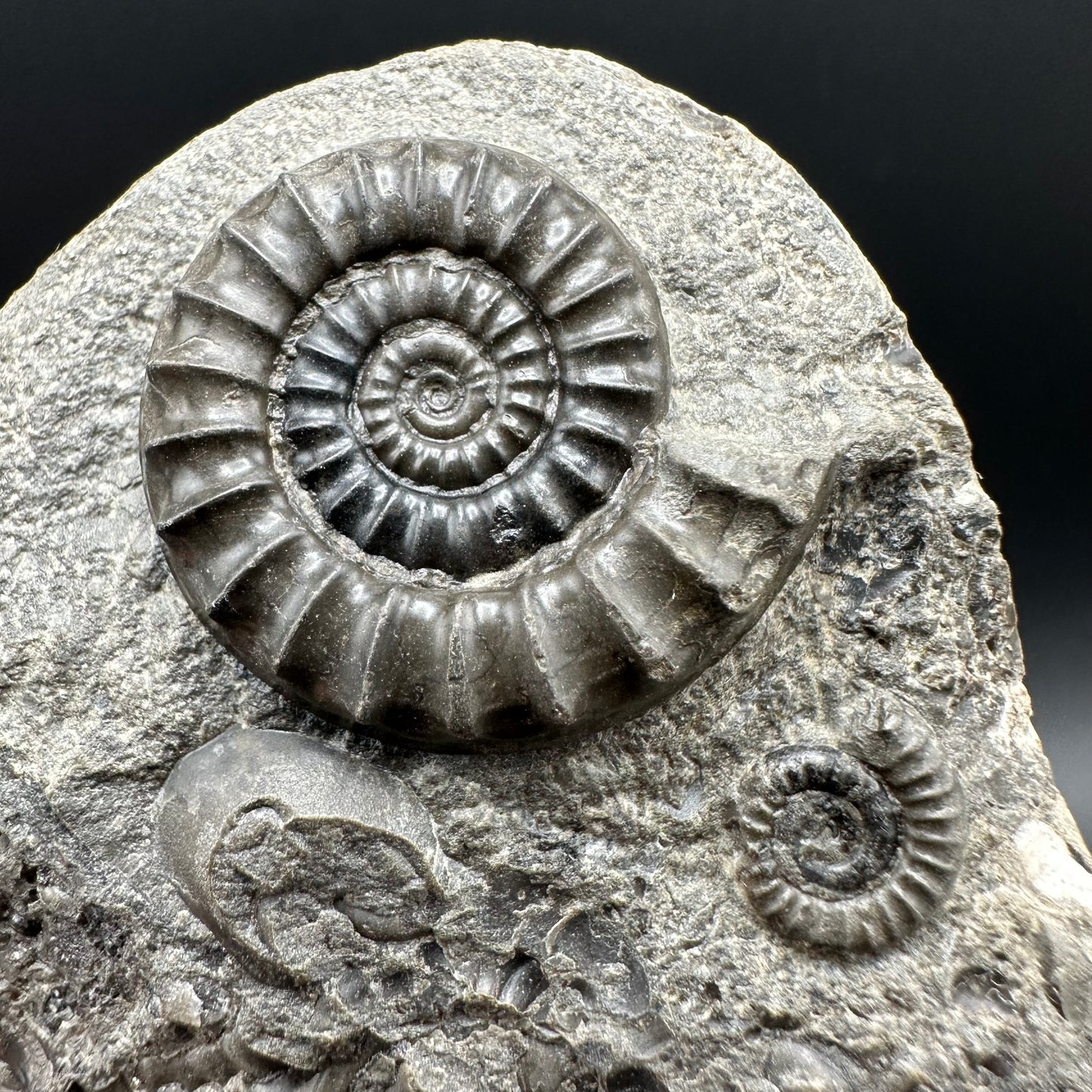 Arnioceras ammonite shell fossil with box and stand - Whitby, North Yorkshire Jurassic Coast Yorkshire Fossils