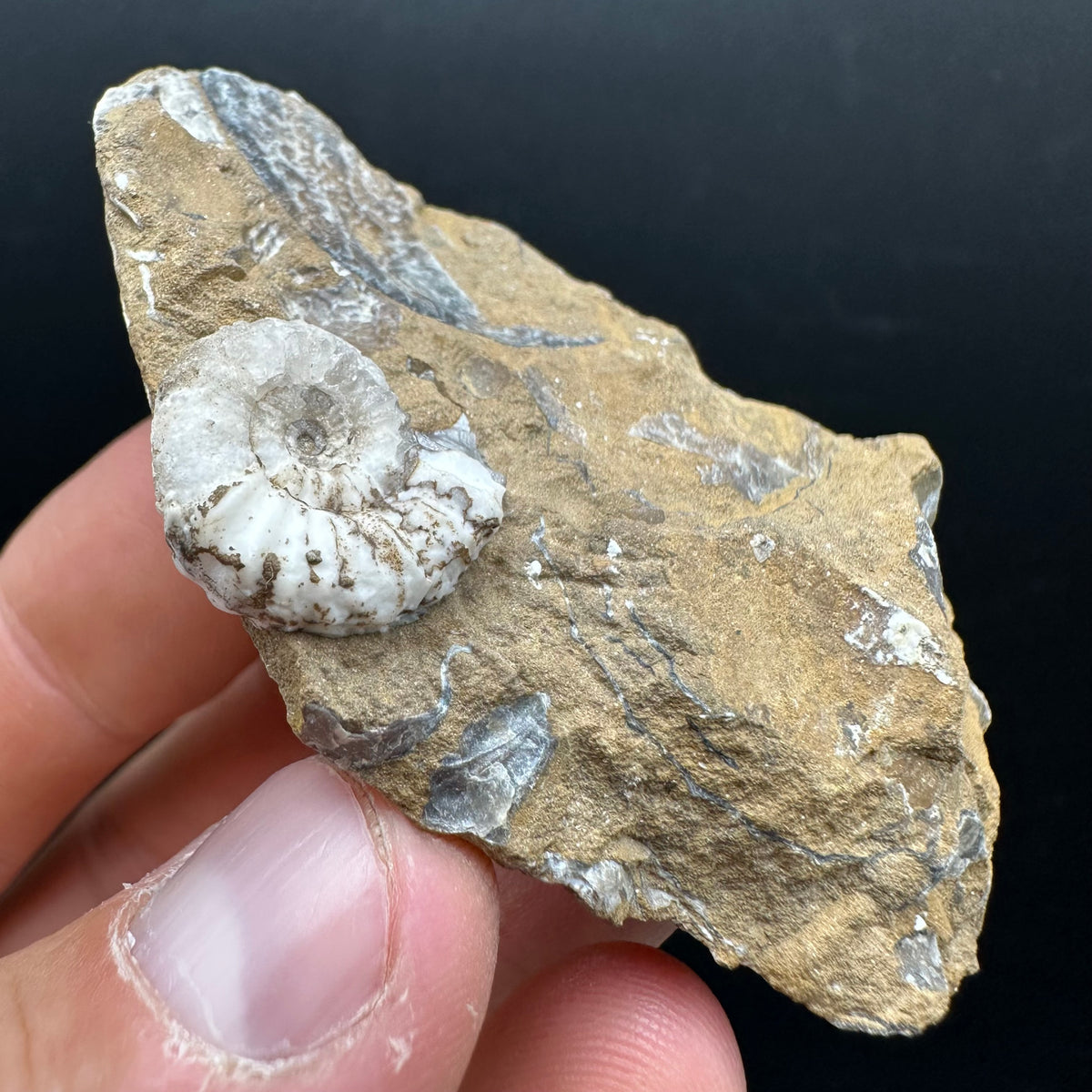 Androgynoceras capricornus Ammonite Fossil With Stand - Whitby, North Yorkshire Jurassic Coast Yorkshire Fossils