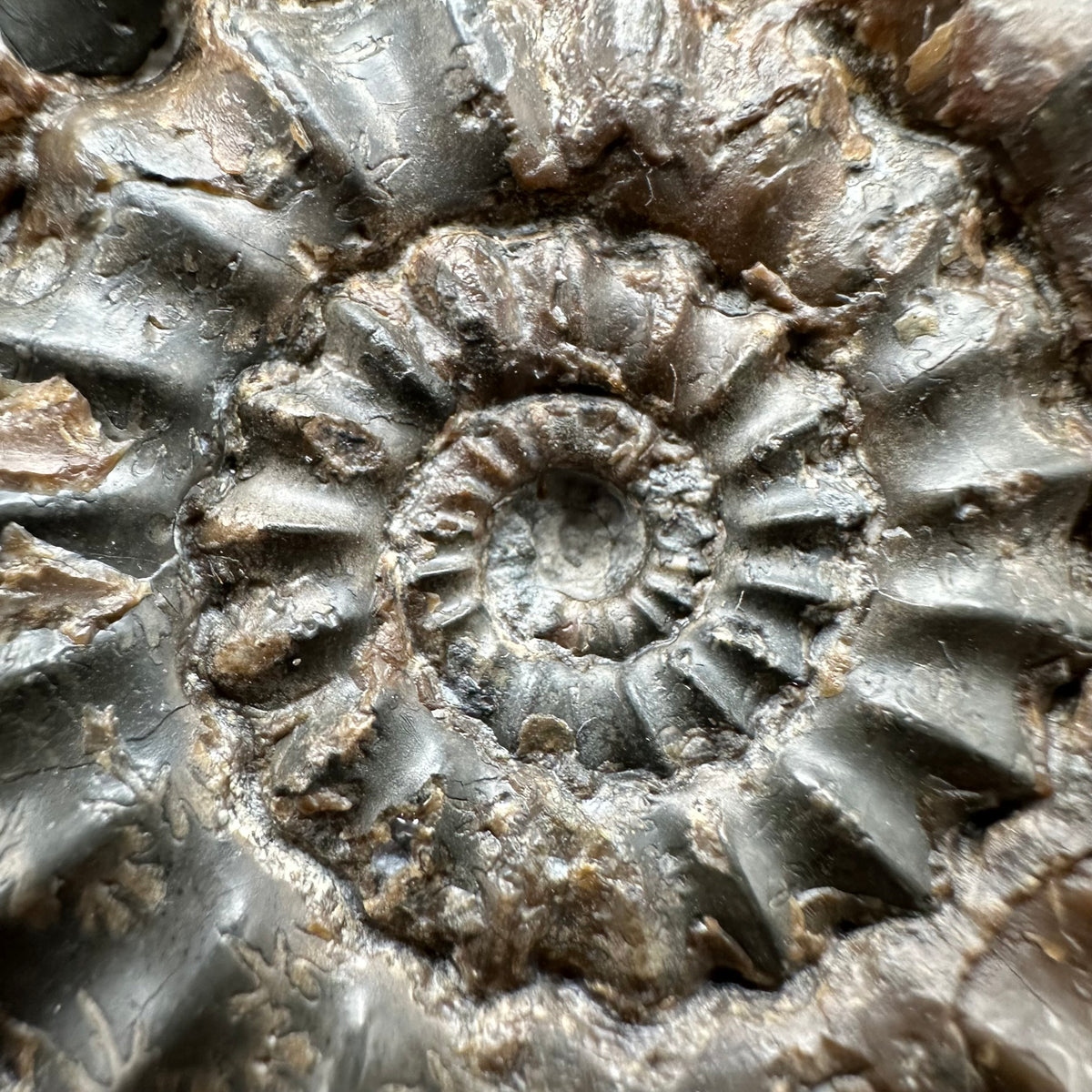 Androgynoceras maculatum ammonite fossil with box and stand - Whitby, North Yorkshire Jurassic Coast Yorkshire Fossils