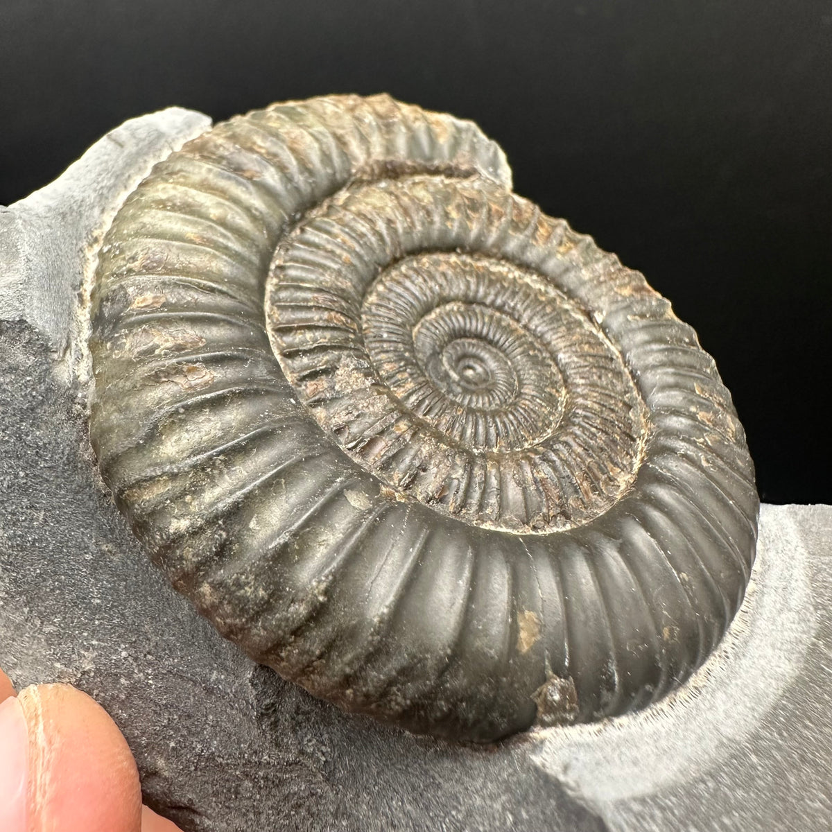 Dactylioceras Ammonite nodule (split pair) Fossil With Box And Stand - Whitby, North Yorkshire Jurassic Coast Yorkshire Fossils