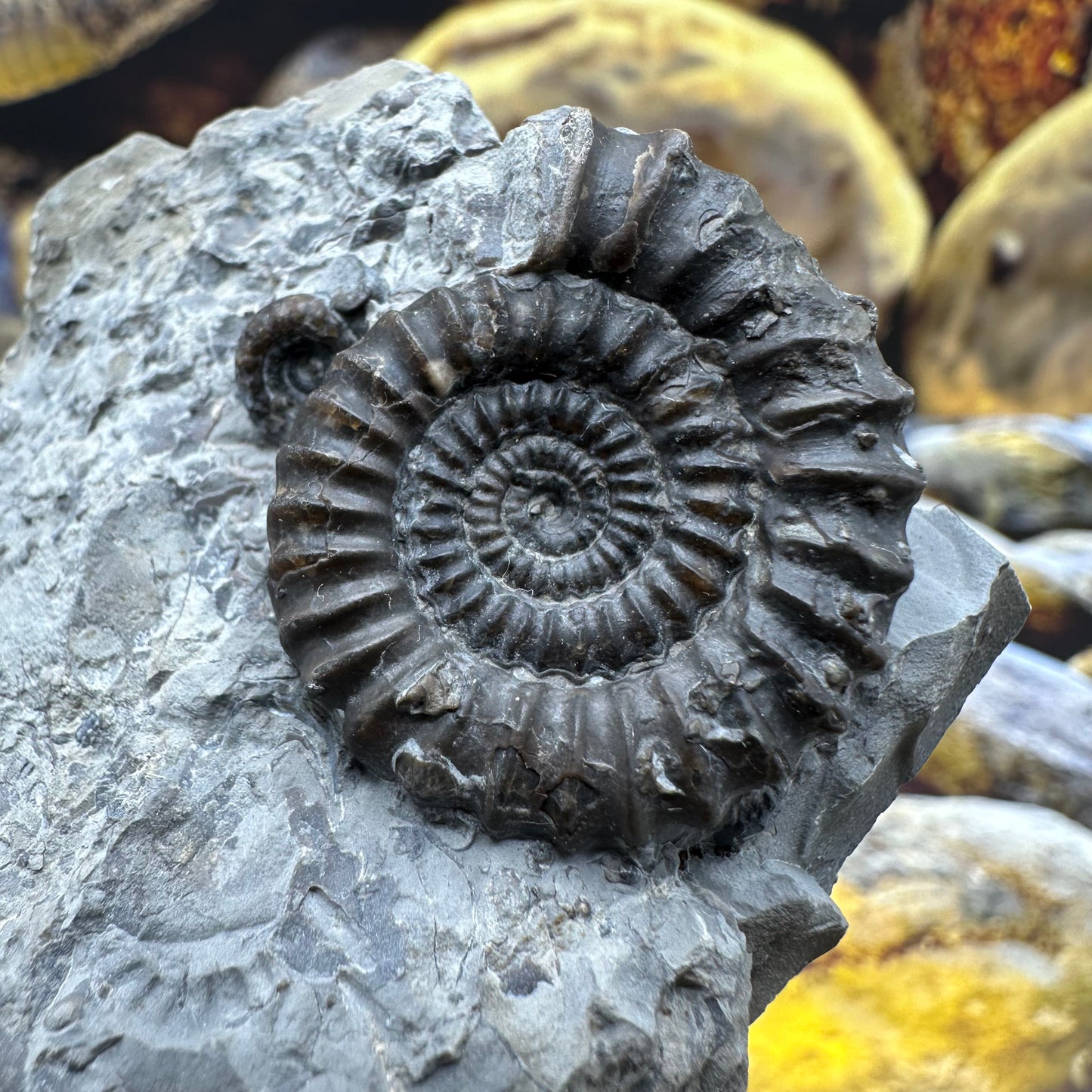 Gagaticeras finitimum ammonite fossil - Whitby, North Yorkshire