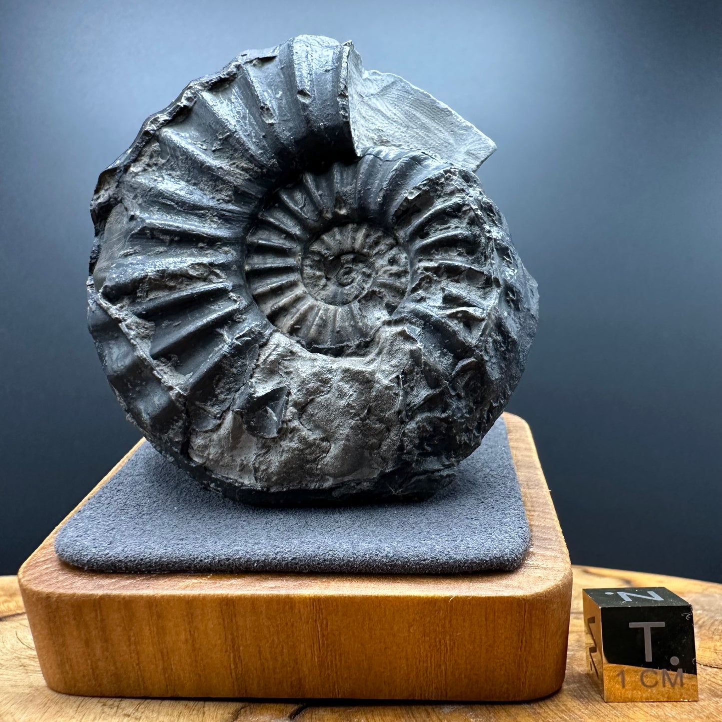Asteroceras Ammonite fossil with box and stand - Whitby, North Yorkshire Jurassic Coast Yorkshire Fossils