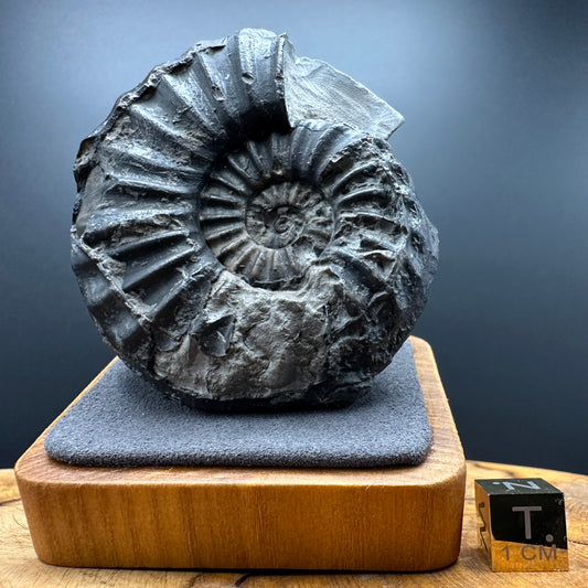 Asteroceras Ammonite fossil with box and stand - Whitby, North Yorkshire Jurassic Coast Yorkshire Fossils