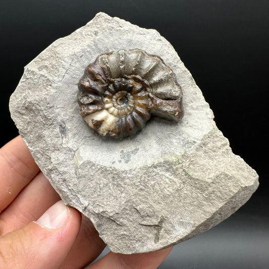 Androgynoceras maculatum ammonite fossil with box and stand - Whitby, North Yorkshire Jurassic Coast Yorkshire Fossils