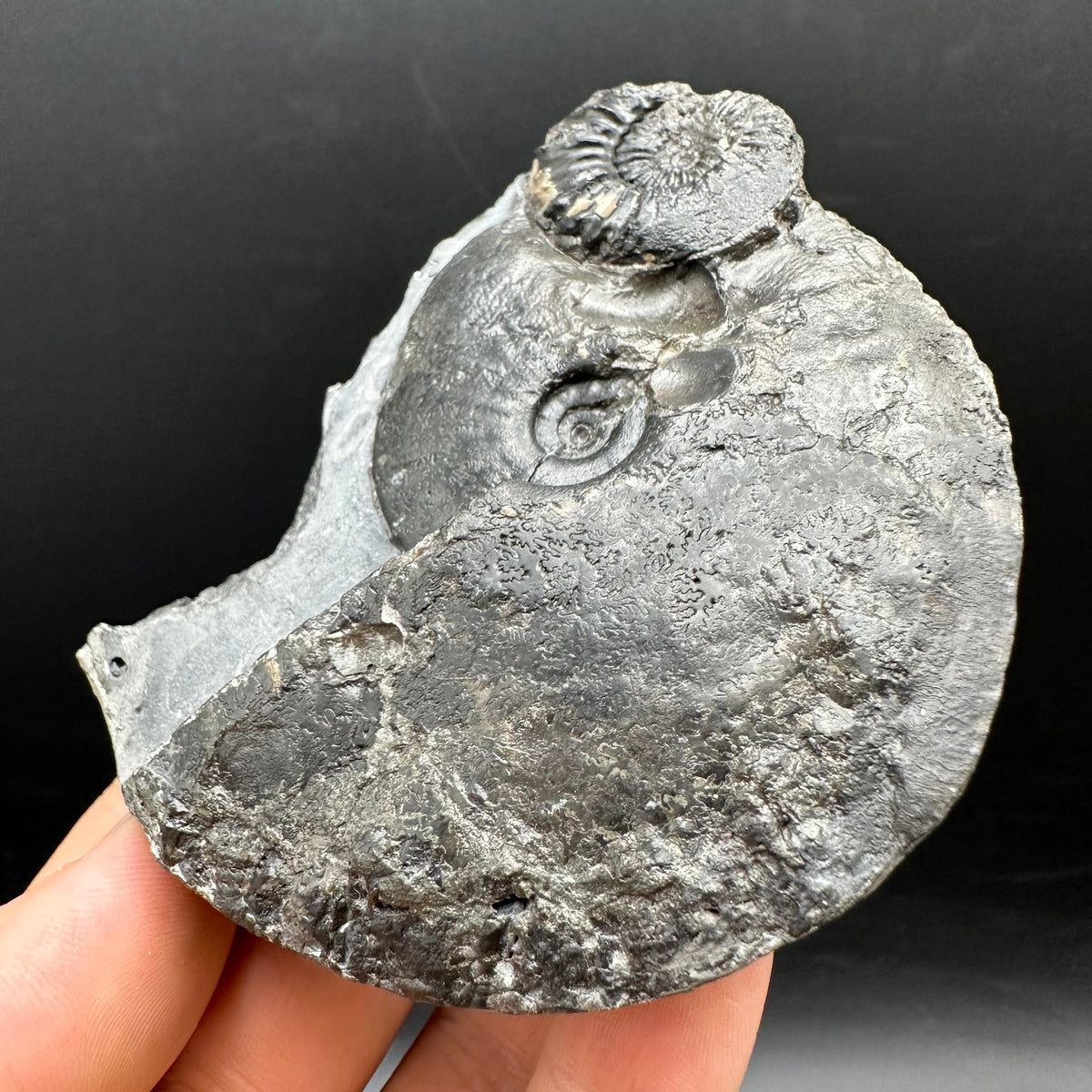 Pleuroceras hawskerense / Amauroceras Ammonite fossil with box and stand - Whitby, North Yorkshire Jurassic Coast, Yorkshire fossils