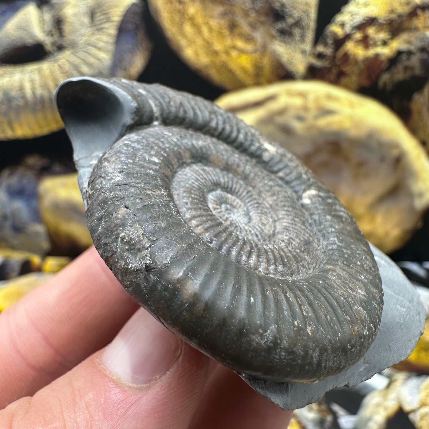 Zugodactylites ammonite fossil - Whitby, North Yorkshire Jurassic Coast, Yorkshire fossils