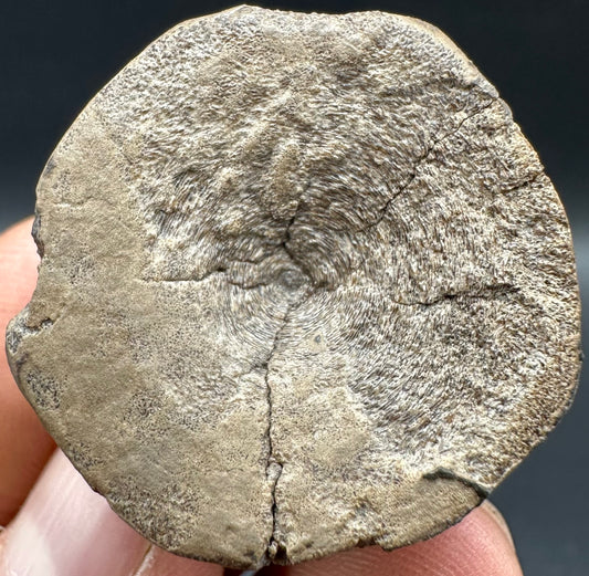 Ichthyosaur Vertebra fossil with box and stand - Whitby, North Yorkshire Jurassic Coast, Yorkshire fossils found on the Jurassic Coast