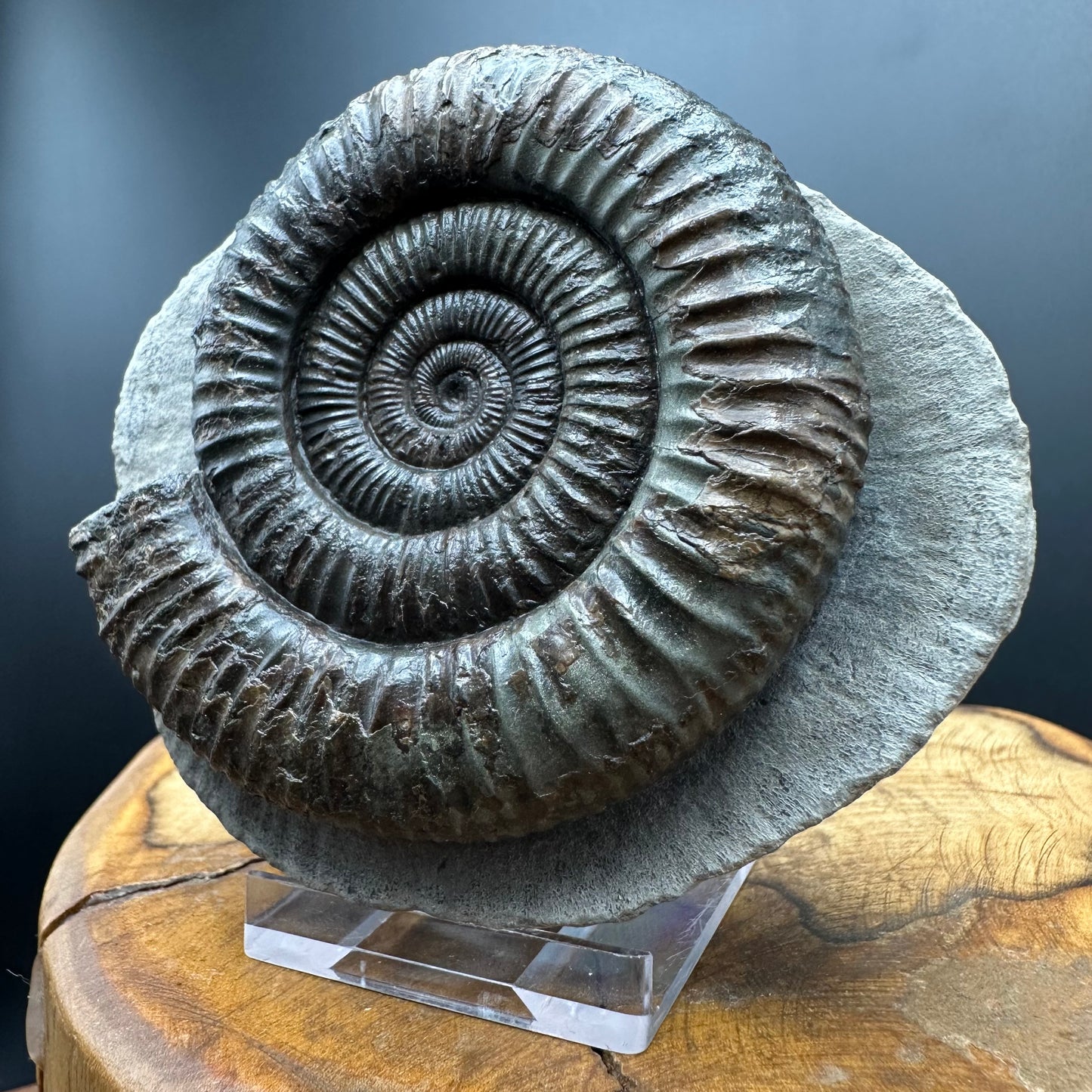 Dactylioceras Ammonite Fossil With box and Stand - Whitby, North Yorkshire Jurassic Coast Yorkshire Fossils