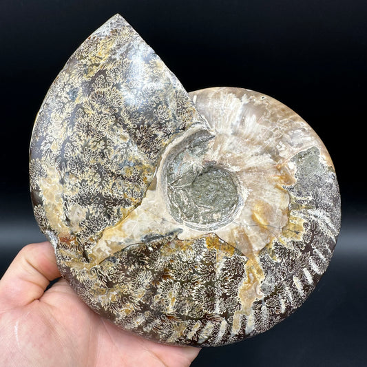Cleoniceras Ammonite Fossil With Stand - Cretaceous Ammonite Madagascar