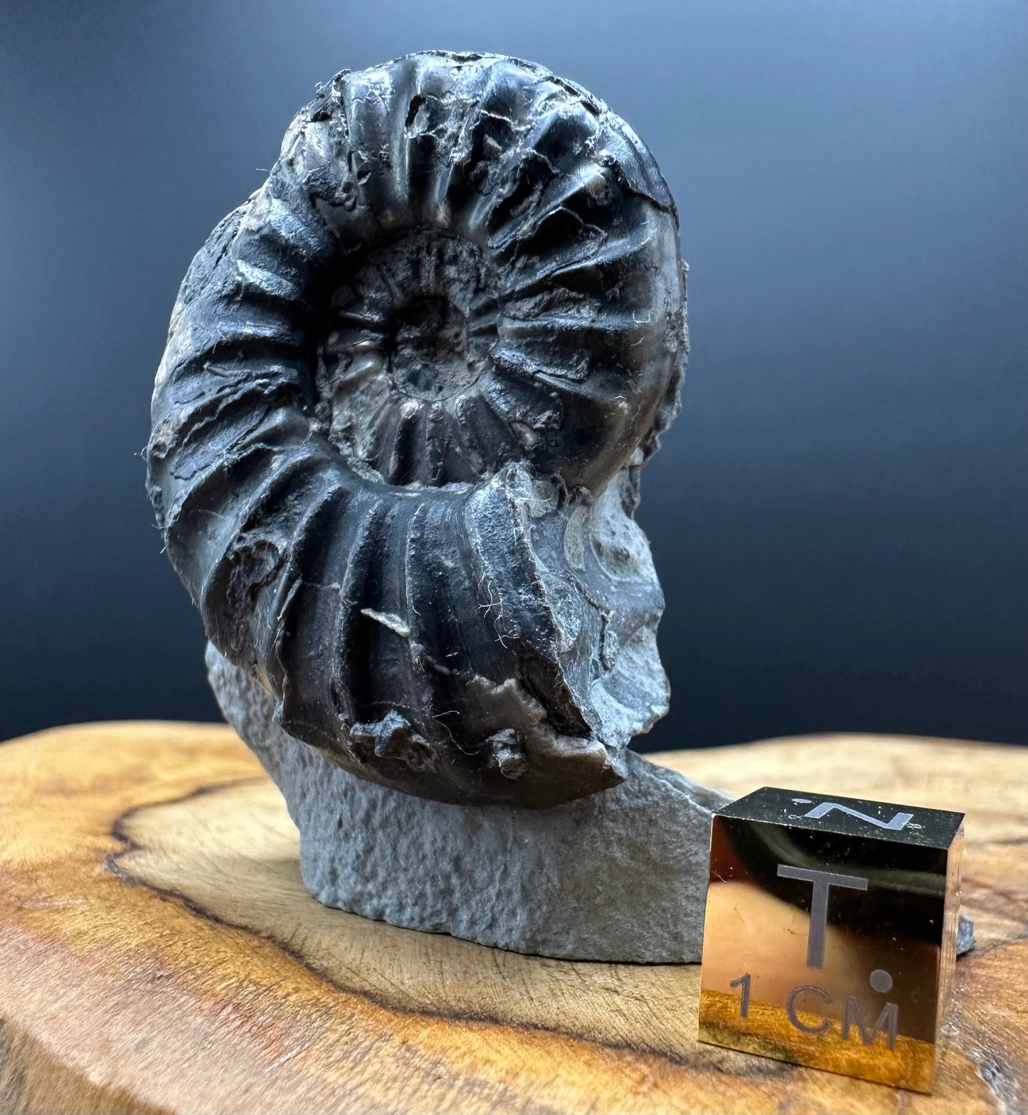 Asteroceras Ammonite fossil with box and stand - Whitby, North Yorkshire Jurassic Coast Yorkshire Fossils