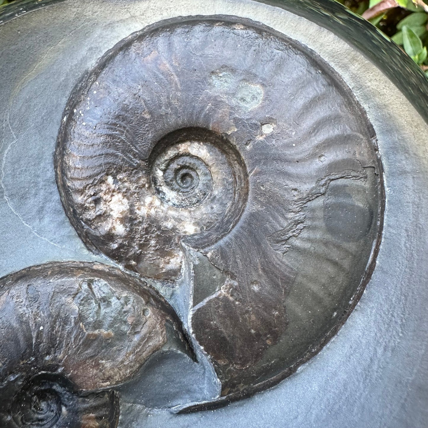Golden Egg (GENUINE) Ammonite Fossil With Stand - Whitby, North Yorkshire Jurassic Coast Yorkshire Fossils