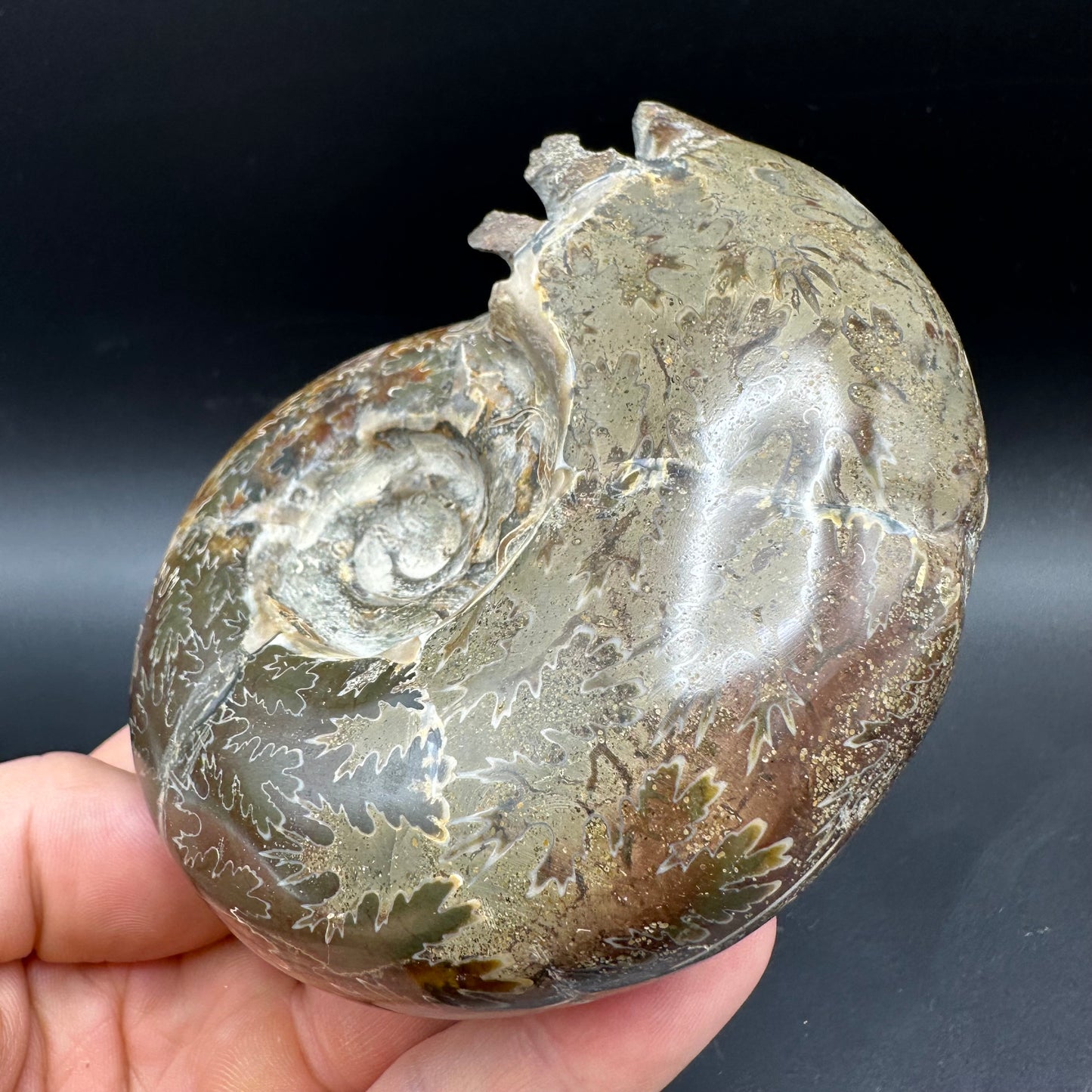 Puzosia Ammonite Fossil With Box And Stand - Cretaceous Ammonite Madagascar