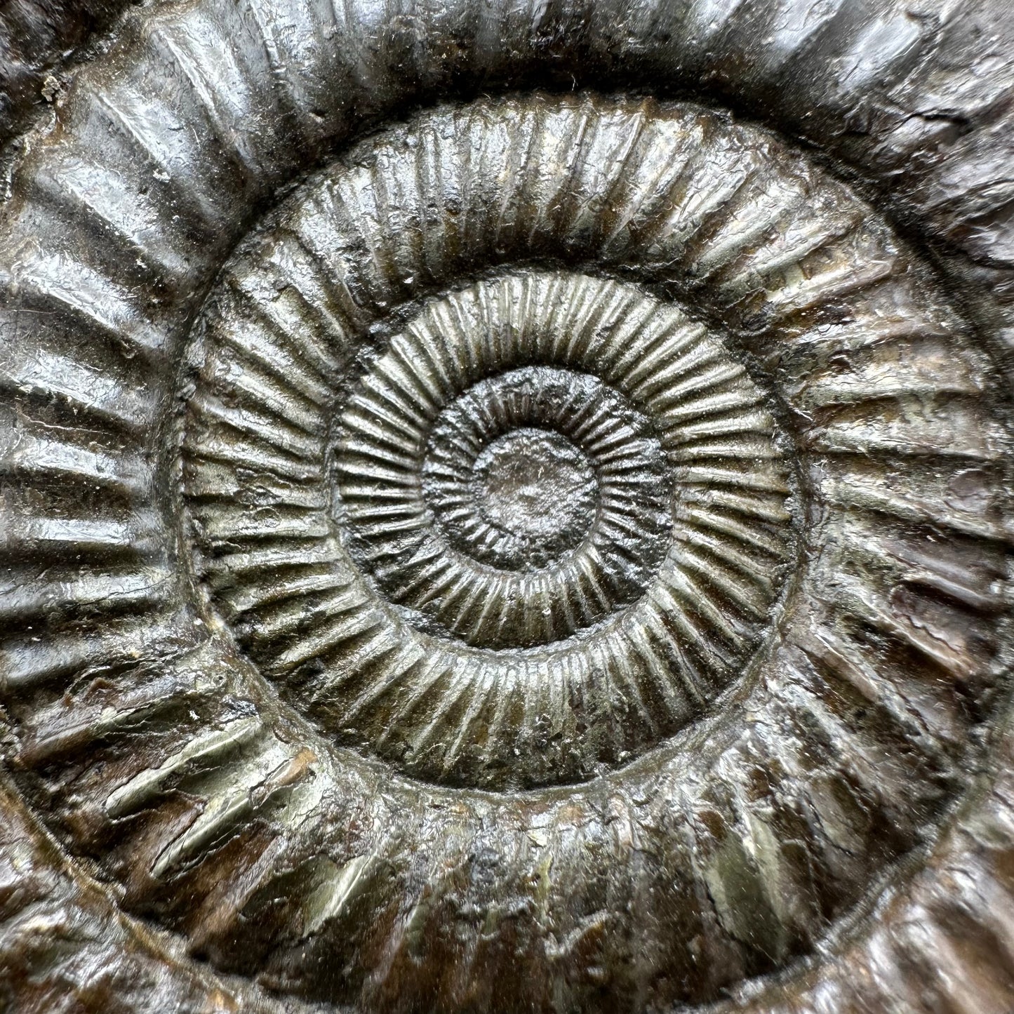 Dactylioceras Ammonite Fossil With Box And Stand - Whitby, North Yorkshire Jurassic Coast Yorkshire Fossils