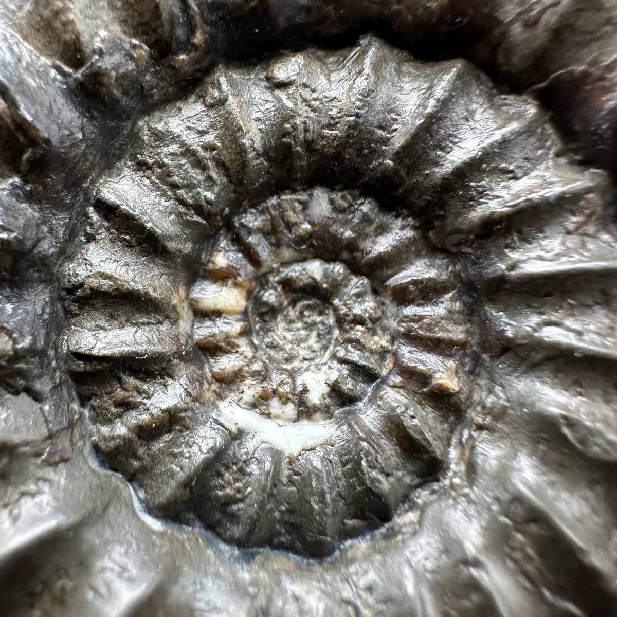 Androgynoceras maculatum ammonite fossil with box and stand - Whitby, North Yorkshire Jurassic Coast Yorkshire Fossils