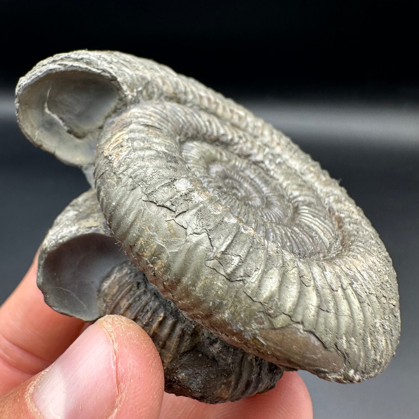 Catacoeloceras Sp. ammonite fossil with box and stand- Whitby, North Yorkshire Jurassic Coast Yorkshire Fossils