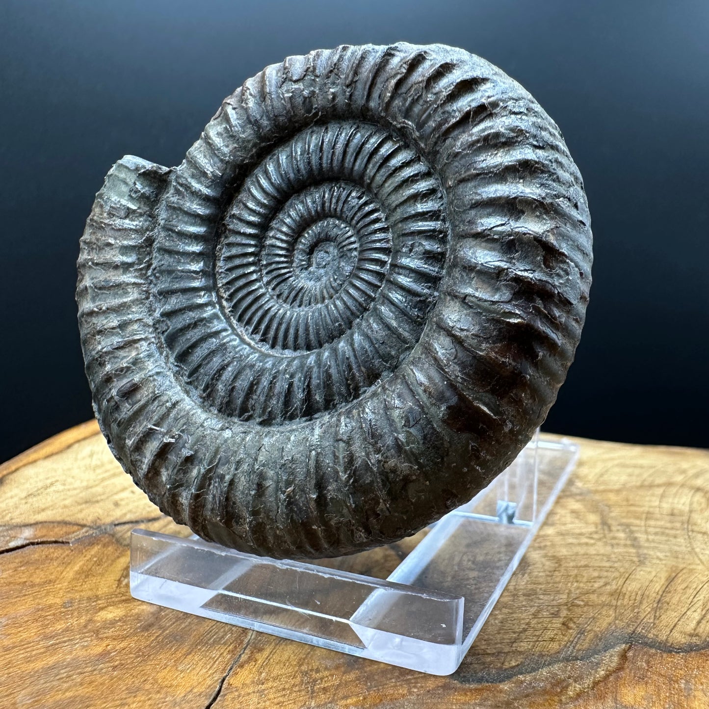 Dactylioceras Ammonite Fossil With box and Stand - Whitby, North Yorkshire Jurassic Coast Yorkshire Fossils