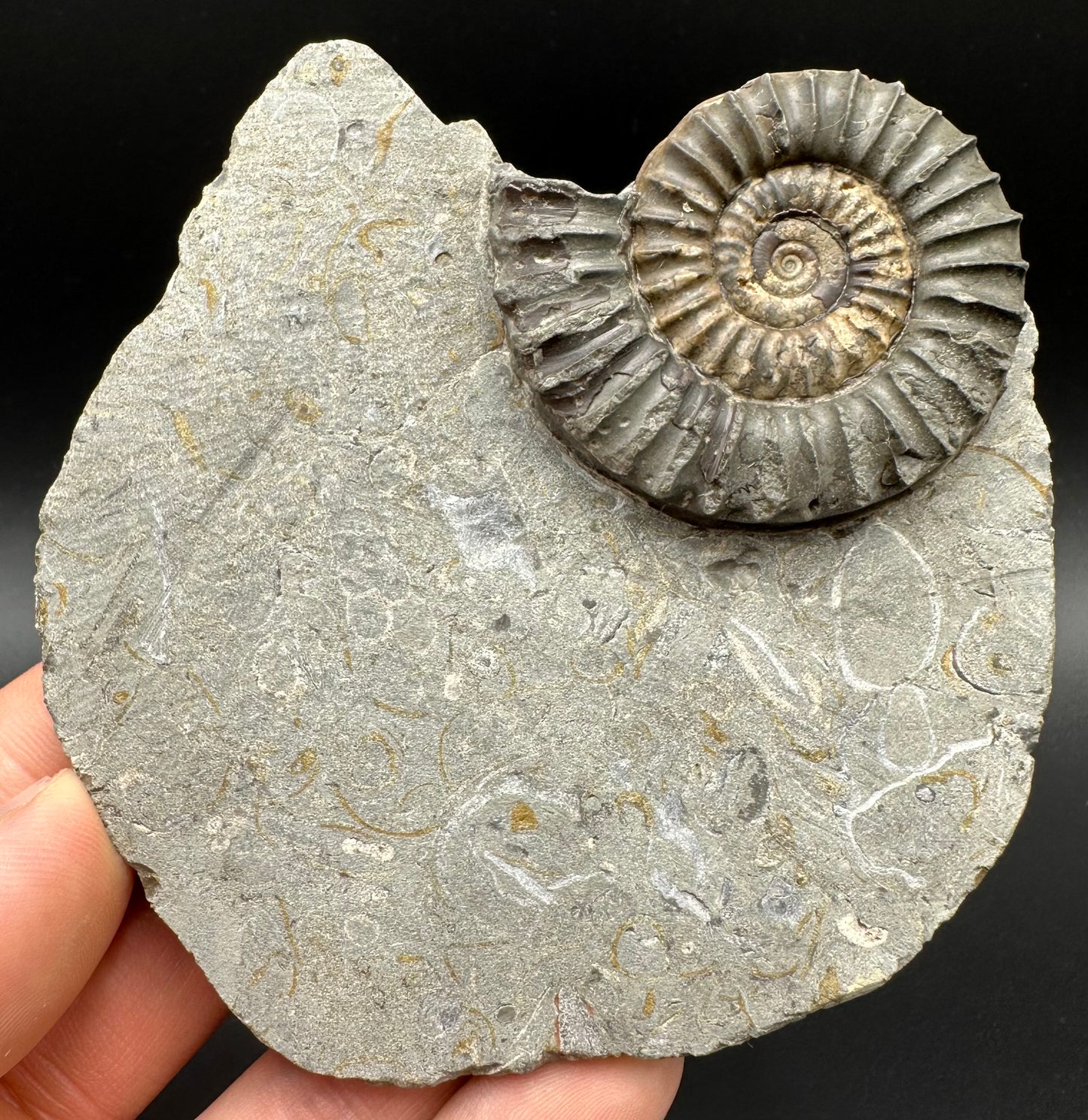 Arnioceras ammonite shell fossil with box and stand - Whitby, North Yorkshire Jurassic Coast Yorkshire Fossils
