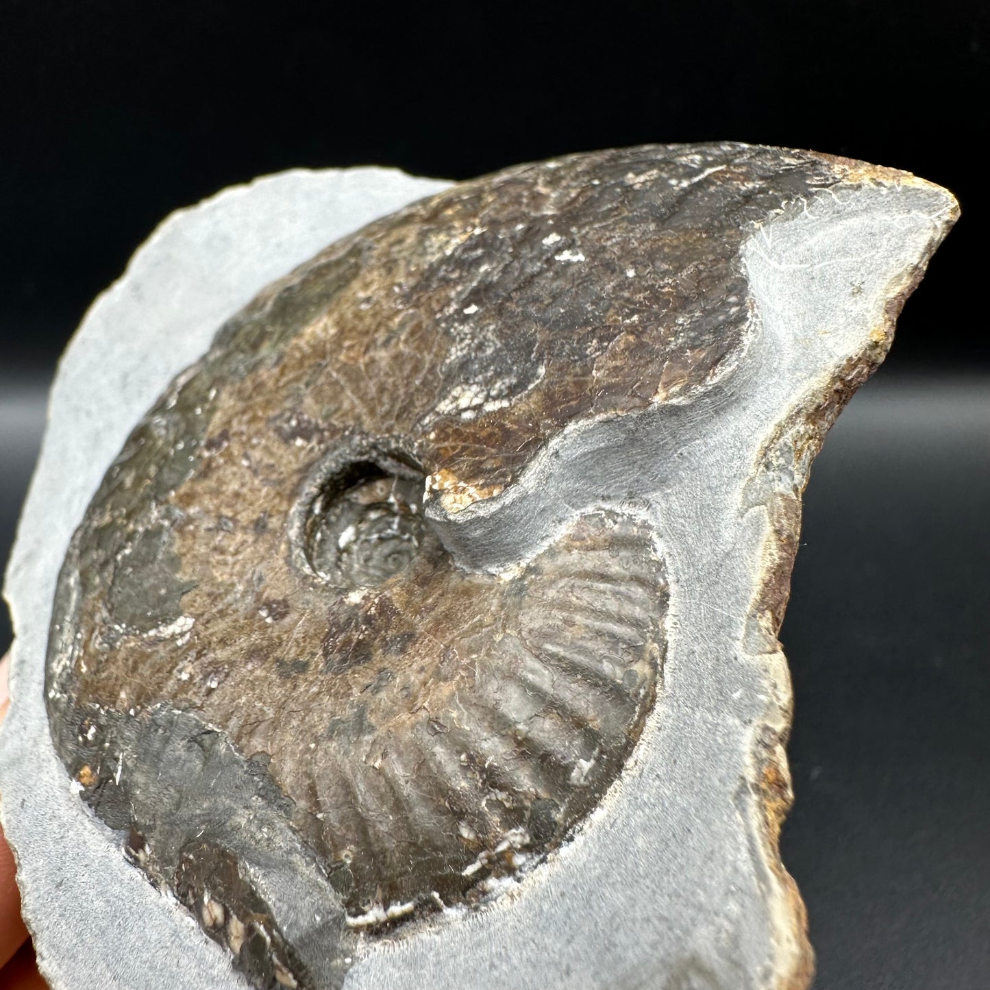 Pseudolioceras lythense Ammonite fossil with box and stand - Whitby, North Yorkshire, Yorkshire Fossils on the Jurassic Coast