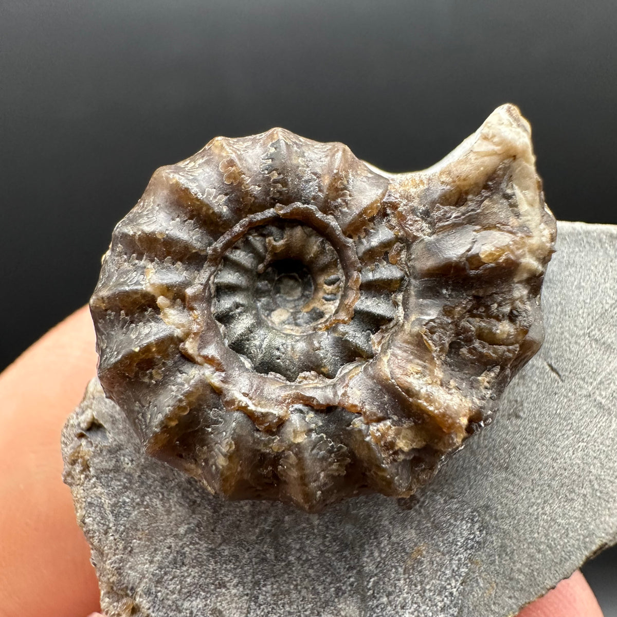 Androgynoceras maculatum ammonite fossil with stand - Whitby, North Yorkshire Jurassic Coast Yorkshire Fossils
