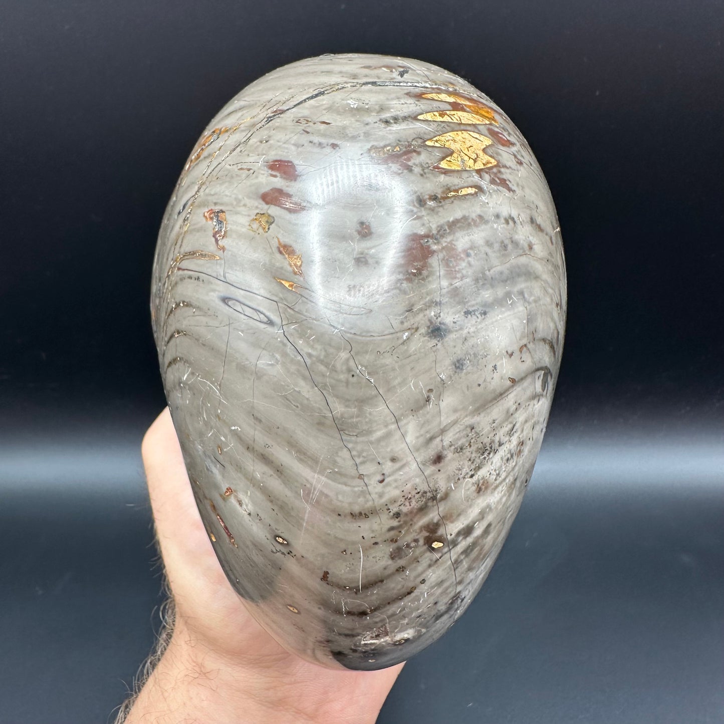 Cenoceras Nautilus Fossil With Stand - Middle Cretaceous Madagascar
