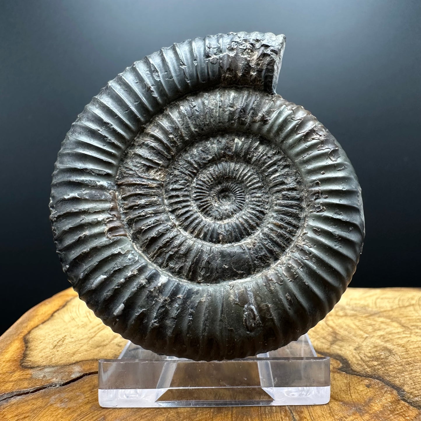 Dactylioceras Ammonite Fossil With box and Stand - Whitby, North Yorkshire Jurassic Coast Yorkshire Fossils