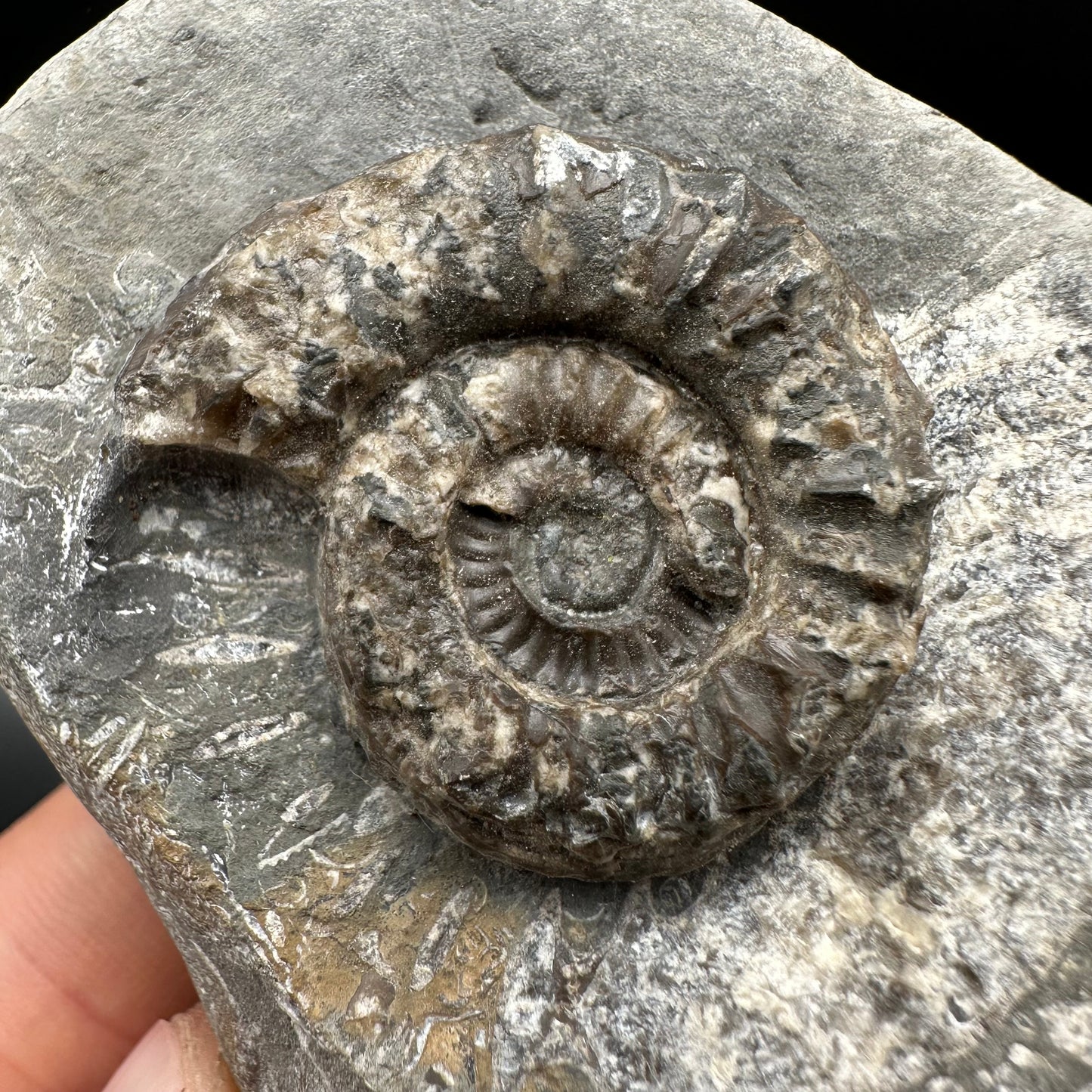 Arnioceras ammonite shell fossil with box and stand - Whitby, North Yorkshire Jurassic Coast Yorkshire Fossils