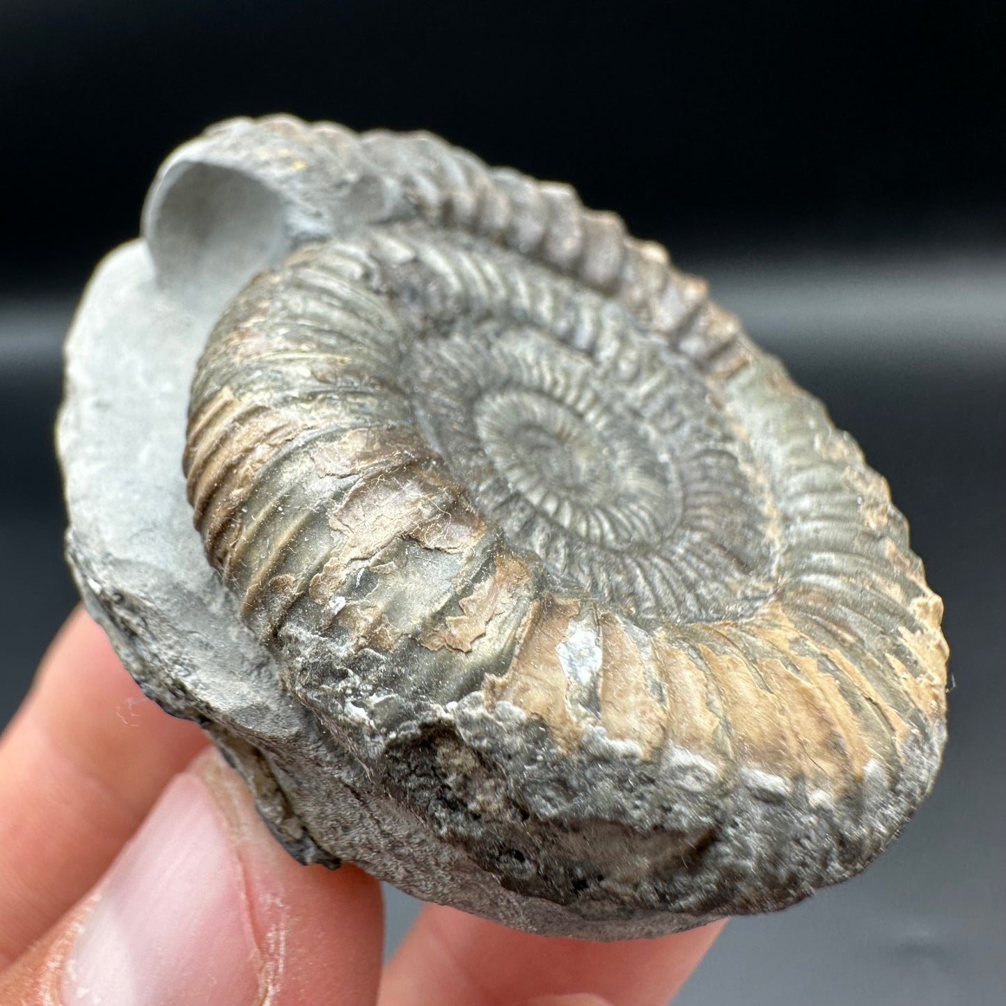 Dactylioceras Ammonite Fossil With Box And Stand - Whitby, North Yorkshire Jurassic Coast Yorkshire Fossils