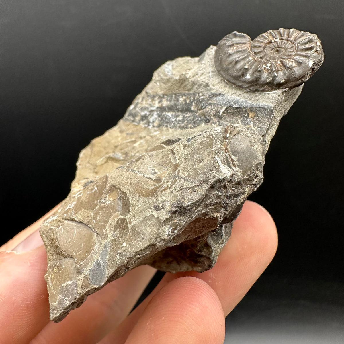 Amaltheus subnodosus Ammonite fossil with stand - Whitby, North Yorkshire Jurassic Coast Yorkshire Fossils