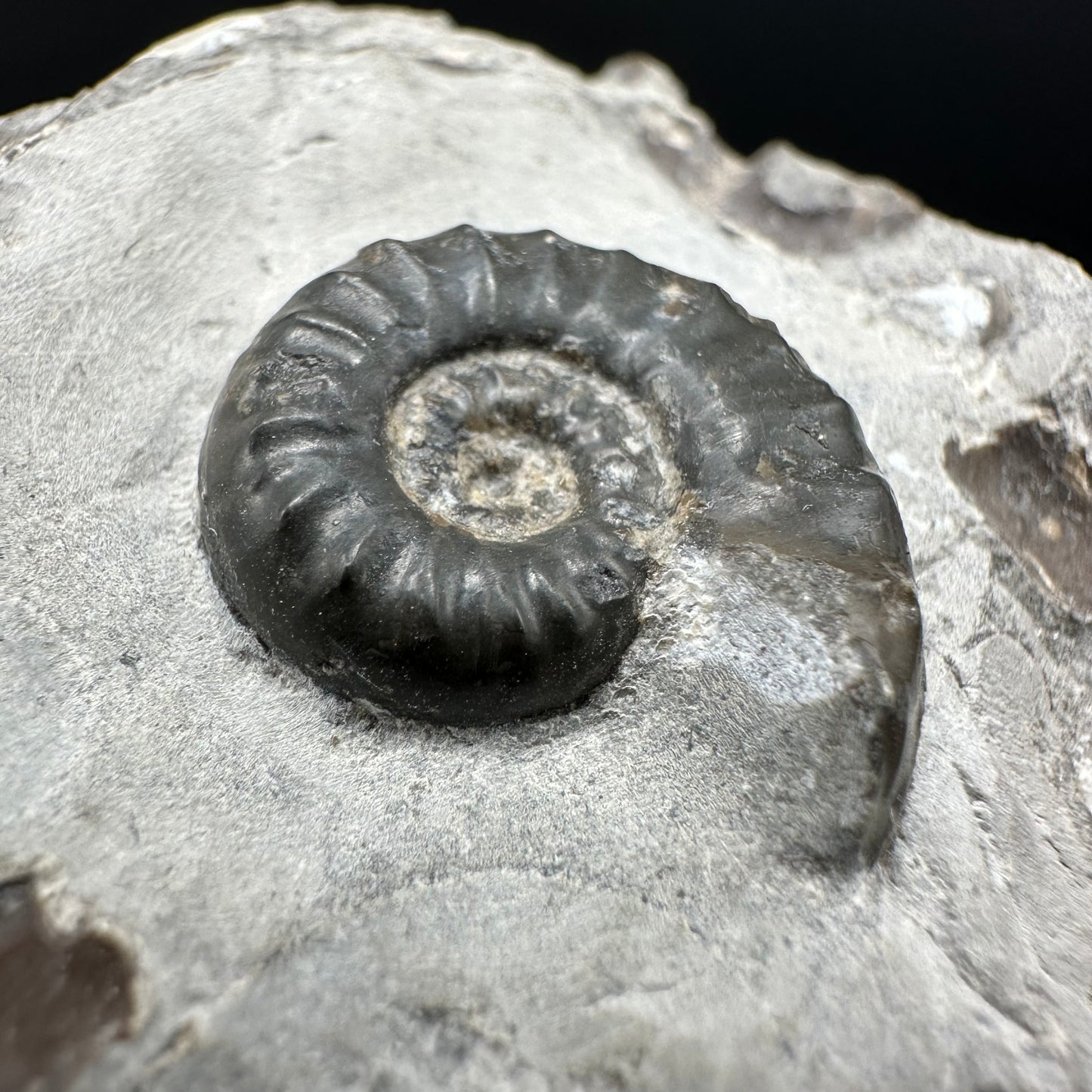 Agassiceras sp. ammonite fossil with box and stand - Whitby, North Yorkshire Jurassic Coast Yorkshire Fossils