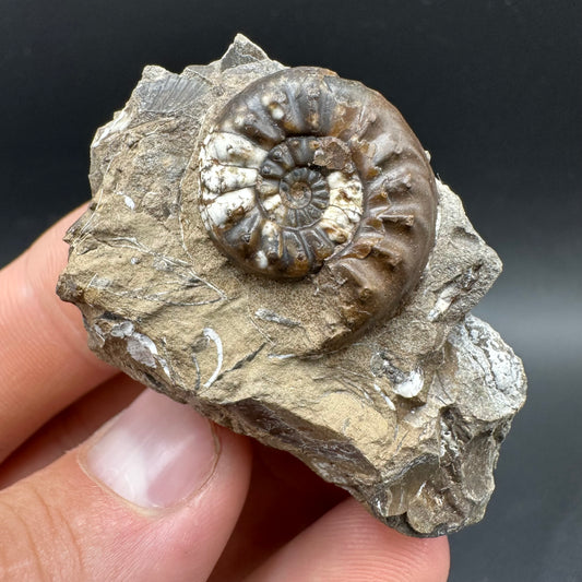Amaltheus subnodosus Ammonite fossil with box and stand - Whitby, North Yorkshire Jurassic Coast Yorkshire Fossils