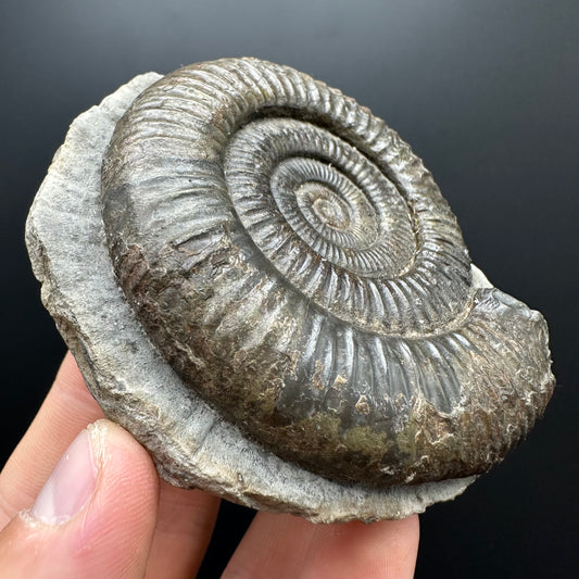 Dactylioceras Ammonite Fossil With box and Stand - Whitby, North Yorkshire Jurassic Coast Yorkshire Fossils