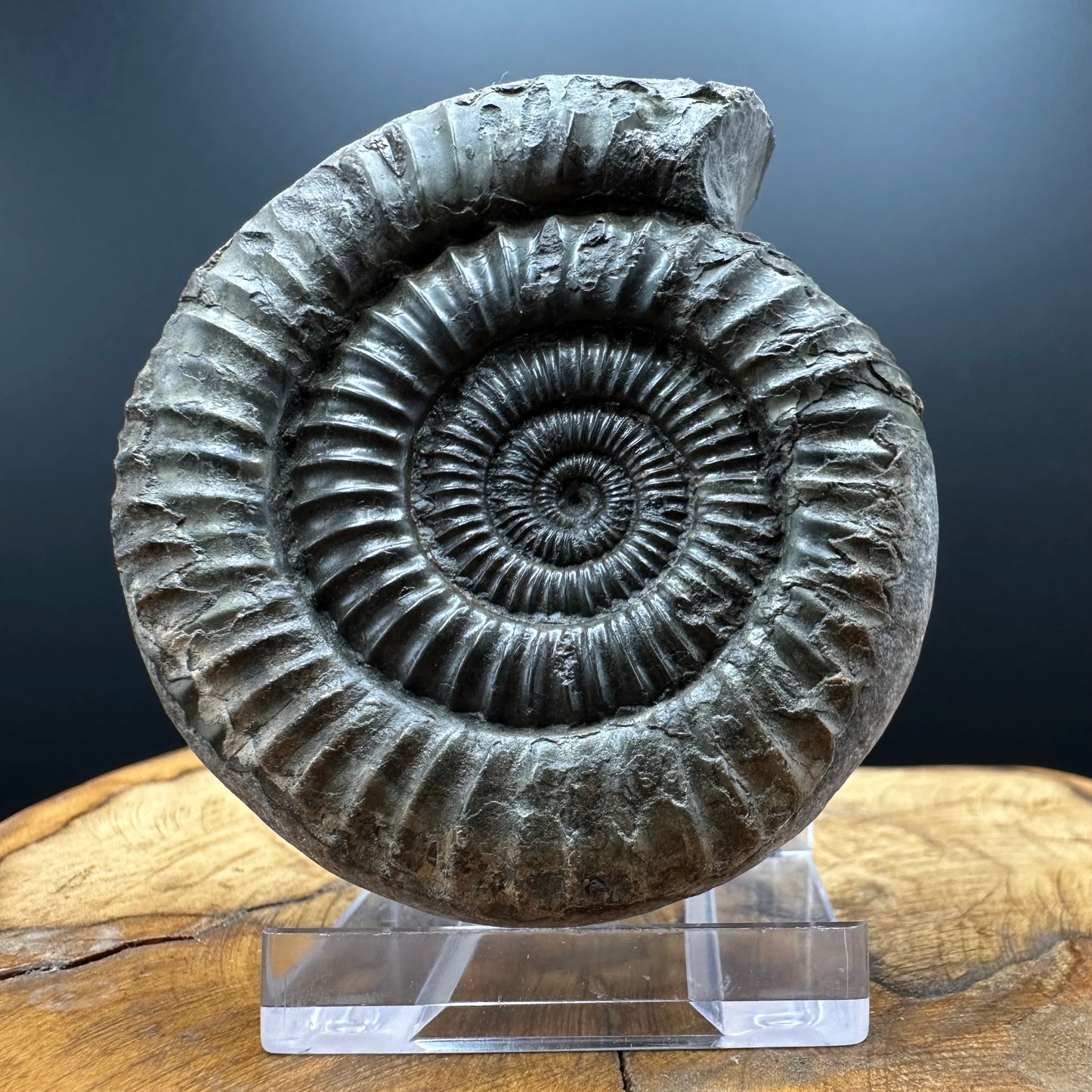Dactylioceras Ammonite Fossil With box and Stand - Whitby, North Yorkshire Jurassic Coast Yorkshire Fossils