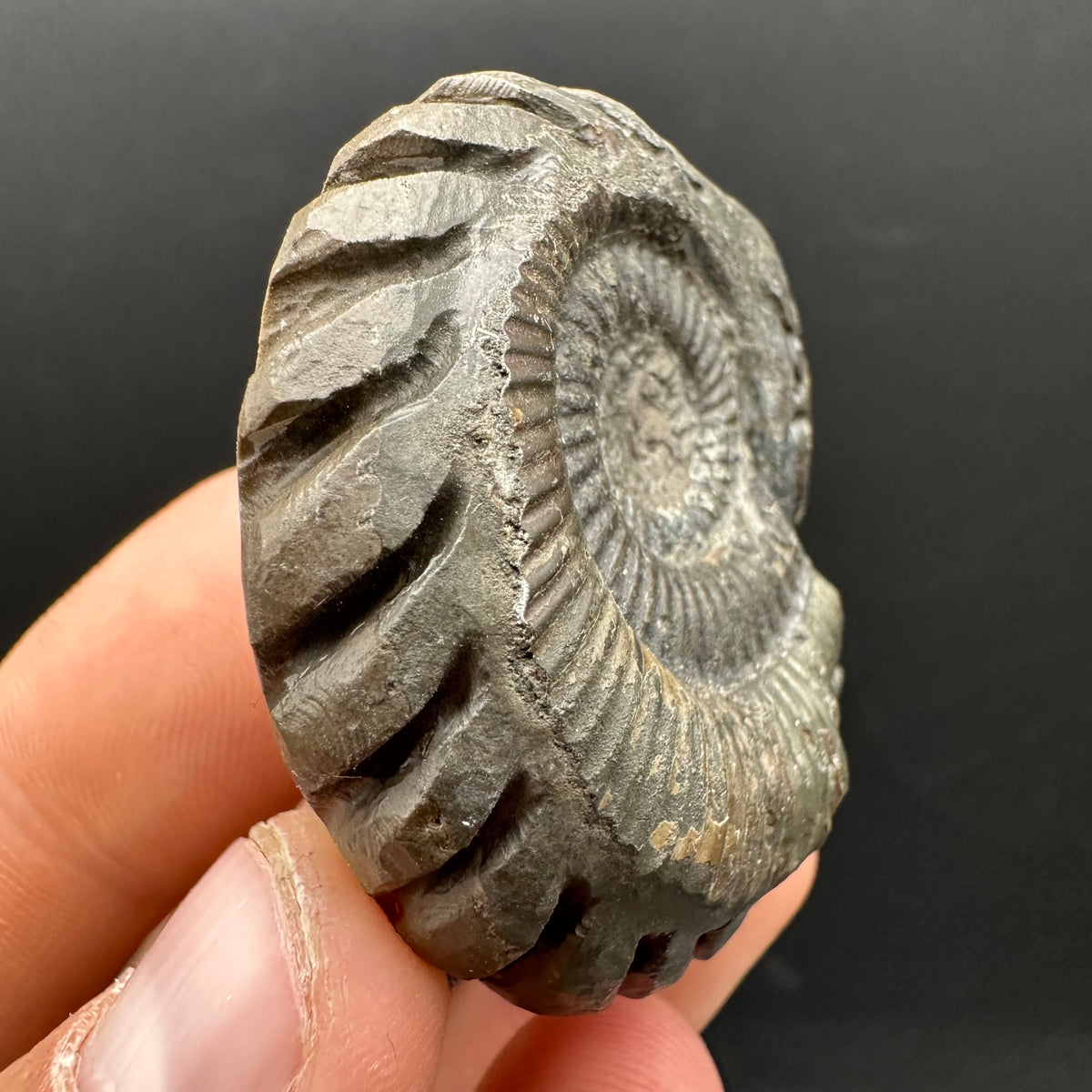Snakestone Ammonite Fossil With Bag/Box And Stand - Whitby, North Yorkshire Jurassic Coast Yorkshire Fossils