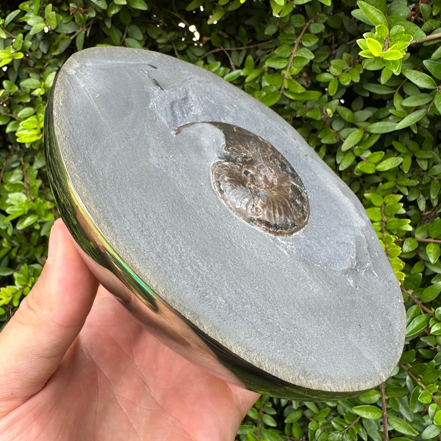 Golden Egg (GENUINE) Ammonite Fossil With Stand - Whitby, North Yorkshire Jurassic Coast Yorkshire Fossils