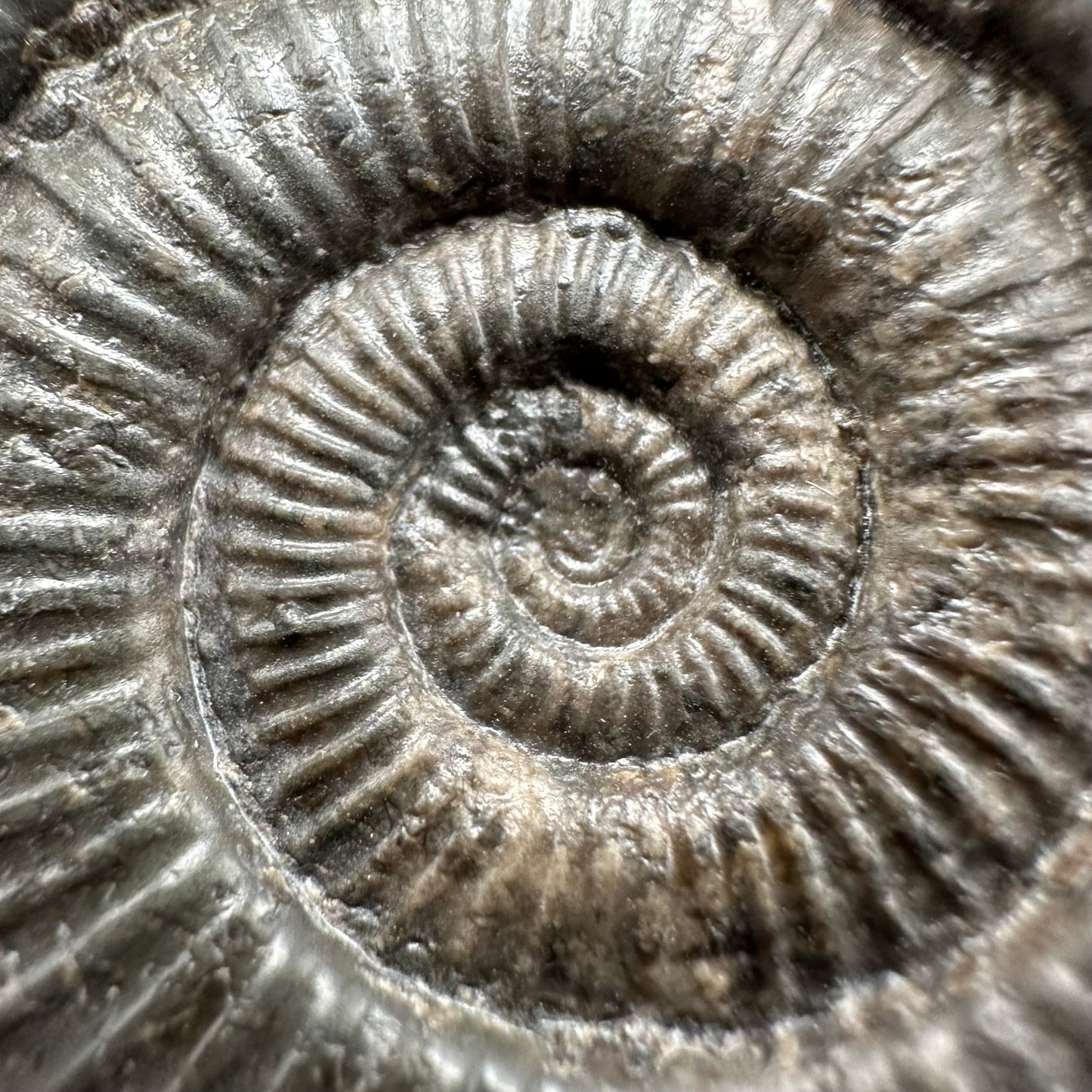 Zugodactylites Ammonite fossil with box and stand - Whitby, North Yorkshire Jurassic Coast, Yorkshire fossils