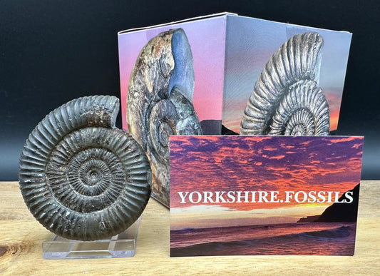Dactylioceras Ammonite Fossil With box and Stand - Whitby, North Yorkshire Jurassic Coast Yorkshire Fossils