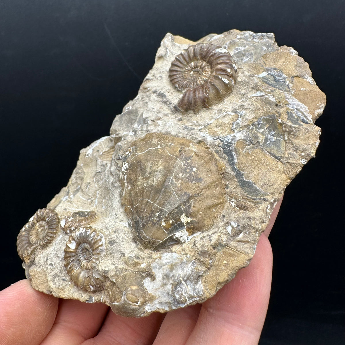 Androgynoceras capricornus Ammonite Fossil With Stand - Whitby, North Yorkshire Jurassic Coast Yorkshire Fossils